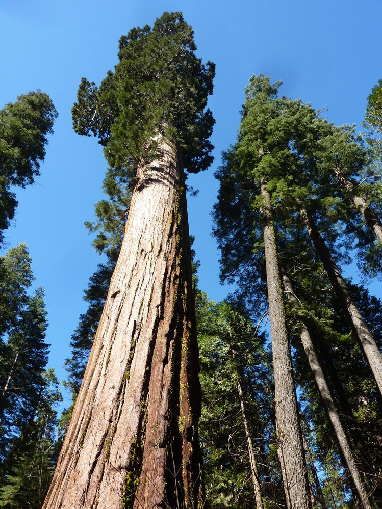 big tree state park (9).JPG